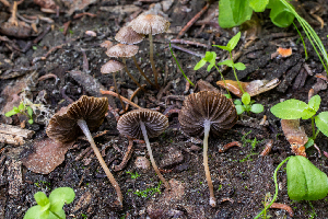  (Psathyrella sp. prona-CA01 - HAY-F-006070)  @11 [ ] by-nc (2023) Dean Lyons Fungal Diversity Survey