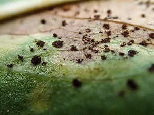  ( - HAY-F-006128)  @11 [ ] by-nc (2023) Dean Lyons Fungal Diversity Survey