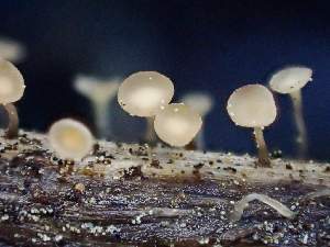  (Cyathicula - HAY-F-006115)  @11 [ ] by-nc (2023) Dean Lyons Fungal Diversity Survey
