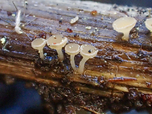  ( - HAY-F-006115)  @11 [ ] by-nc (2023) Dean Lyons Fungal Diversity Survey