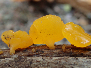  (Guepiniopsis sp. alpina-CA01 - HAY-F-006080)  @11 [ ] by-nc (2023) Dean Lyons Fungal Diversity Survey
