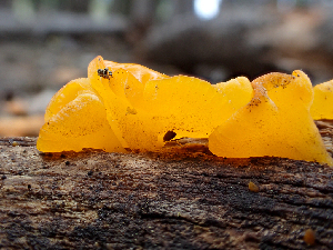 ( - HAY-F-006080)  @11 [ ] by-nc (2023) Dean Lyons Fungal Diversity Survey