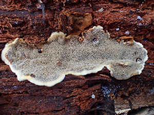  (Phellopilus sp. CA01 - HAY-F-006107)  @11 [ ] by-nc (2023) Dean Lyons Fungal Diversity Survey