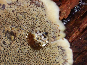  ( - HAY-F-006107)  @11 [ ] by-nc (2023) Dean Lyons Fungal Diversity Survey