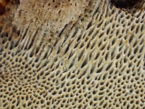  ( - HAY-F-006107)  @11 [ ] by-nc (2023) Dean Lyons Fungal Diversity Survey