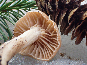  (Hygrophorus goetzei - HAY-F-006105)  @11 [ ] by-nc (2023) Dean Lyons Fungal Diversity Survey