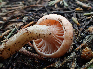  ( - HAY-F-006105)  @11 [ ] by-nc (2023) Dean Lyons Fungal Diversity Survey