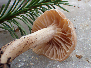  ( - HAY-F-006105)  @11 [ ] by-nc (2023) Dean Lyons Fungal Diversity Survey
