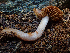  (Cortinarius miwok - HAY-F-006085)  @11 [ ] by-nc (2023) Dean Lyons Fungal Diversity Survey