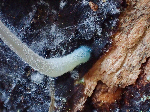  ( - HAY-F-006102)  @11 [ ] by-nc (2023) Dean Lyons Fungal Diversity Survey