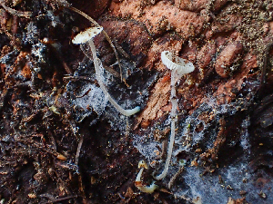  ( - HAY-F-006102)  @11 [ ] by-nc (2023) Dean Lyons Fungal Diversity Survey