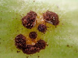  (Puccinia sp. CA03 - HAY-F-006089)  @11 [ ] by-nc (2023) Dean Lyons Fungal Diversity Survey