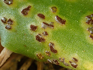  ( - HAY-F-006089)  @11 [ ] by-nc (2023) Dean Lyons Fungal Diversity Survey