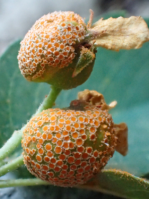  (Gymnosporangiaceae - HAY-F-006110)  @11 [ ] by-nc (2023) Dean Lyons Fungal Diversity Survey