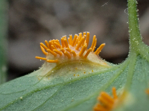  ( - HAY-F-006099)  @11 [ ] by-nc (2023) Dean Lyons Fungal Diversity Survey
