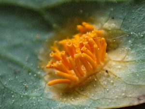  ( - HAY-F-006099)  @11 [ ] by-nc (2023) Dean Lyons Fungal Diversity Survey