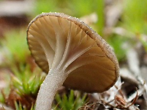  ( - HAY-F-006092)  @11 [ ] by-nc (2023) Dean Lyons Fungal Diversity Survey