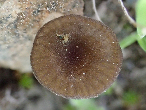  ( - HAY-F-006092)  @11 [ ] by-nc (2023) Dean Lyons Fungal Diversity Survey