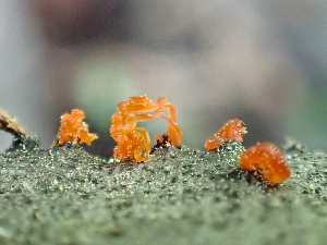  ( - HAY-F-006096)  @11 [ ] by-nc (2023) Dean Lyons Fungal Diversity Survey