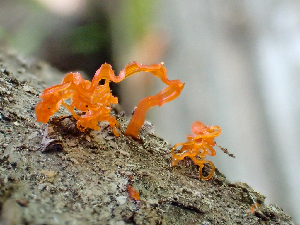  ( - HAY-F-006096)  @11 [ ] by-nc (2023) Dean Lyons Fungal Diversity Survey