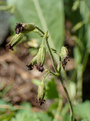  (Microbotryum sp. CA01 - HAY-F-006094)  @11 [ ] by-nc (2023) Dean Lyons Fungal Diversity Survey