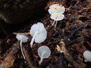  (Hemimycena sp. lactea-PNW04 - HAY-F-005982)  @11 [ ] by-nc (2023) Dean Lyons Fungal Diversity Survey