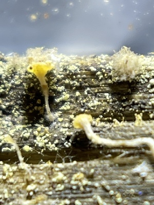  (Crocicreas sp. CA02 - HAY-F-004215)  @11 [ ] by-nc (2023) Jaren Hockert Fungal Diversity Survey