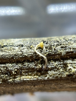  ( - HAY-F-004215)  @11 [ ] by-nc (2023) Jaren Hockert Fungal Diversity Survey