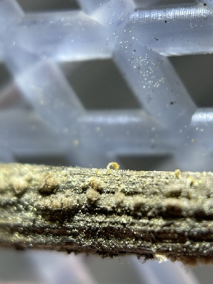  ( - HAY-F-004215)  @11 [ ] by-nc (2023) Jaren Hockert Fungal Diversity Survey