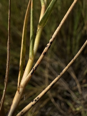  (Phyllachorales - HAY-F-005594)  @11 [ ] c (2023) Rudy Diaz Fungal Diversity Survey