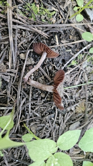 ( - HAY-F-002266)  @11 [ ] by-nc (2023) Thea Chesney Fungal Diversity Survey