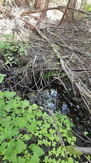  ( - HAY-F-002266)  @11 [ ] by-nc (2023) Thea Chesney Fungal Diversity Survey