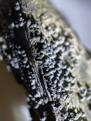  (Veronaea - HAY-F-004221)  @11 [ ] by-nc (2023) Jaren Hockert Fungal Diversity Survey