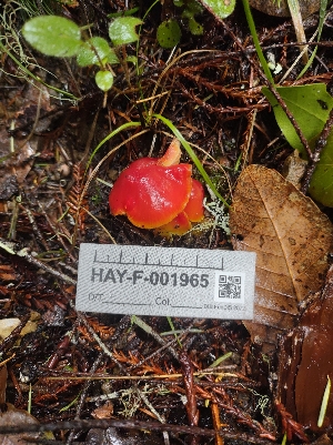  (Hygrocybe marchii - HAY-F-001965)  @11 [ ] cc-by-nc (2023) Luca Hickey FunDiS
