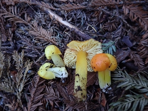  (Hygrocybe flavescens - HAY-F-001946)  @11 [ ] cc-by-nc (2023) Luca Hickey FunDiS