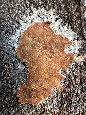  ( - HAY-F-004680)  @11 [ ] by-nc (2023) Taye Bright Fungal Diversity Survey