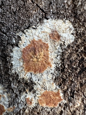  ( - HAY-F-004680)  @11 [ ] by-nc (2023) Taye Bright Fungal Diversity Survey