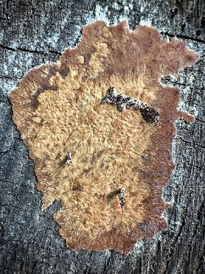 ( - HAY-F-004680)  @11 [ ] by-nc (2023) Taye Bright Fungal Diversity Survey