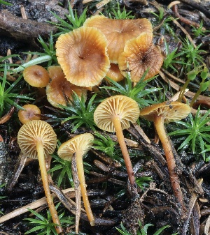  ( - HAY-F-004685)  @11 [ ] by-nc (2023) Taye Bright Fungal Diversity Survey
