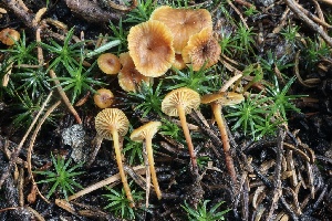  ( - HAY-F-004685)  @11 [ ] by-nc (2023) Taye Bright Fungal Diversity Survey
