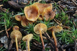  ( - HAY-F-004685)  @11 [ ] by-nc (2023) Taye Bright Fungal Diversity Survey