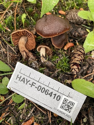  ( - HAY-F-006410)  @11 [ ] by-nc (2023) Damon Tighe Fungal Diversity Survey