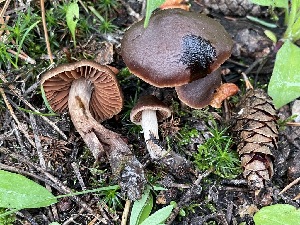  ( - HAY-F-006410)  @11 [ ] by-nc (2023) Damon Tighe Fungal Diversity Survey
