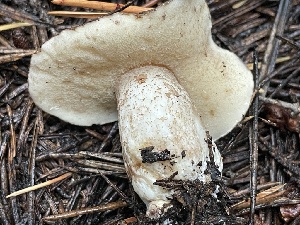  (Suillus subalpinus - HAY-F-006417)  @11 [ ] by-nc (2023) Damon Tighe Fungal Diversity Survey