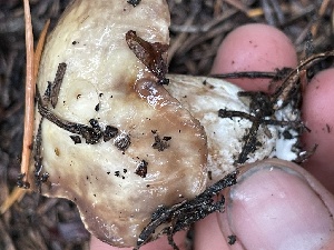  ( - HAY-F-006417)  @11 [ ] by-nc (2023) Damon Tighe Fungal Diversity Survey