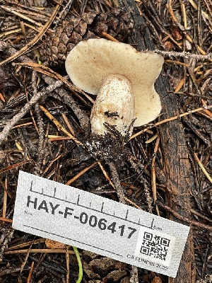  ( - HAY-F-006417)  @11 [ ] by-nc (2023) Damon Tighe Fungal Diversity Survey