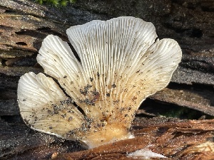  ( - HAY-F-006419)  @11 [ ] by-nc (2023) Damon Tighe Fungal Diversity Survey