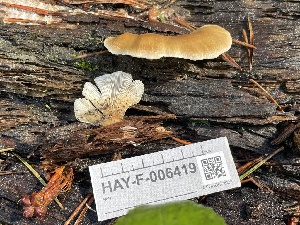  ( - HAY-F-006419)  @11 [ ] by-nc (2023) Damon Tighe Fungal Diversity Survey