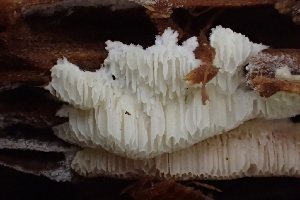  ( - HAY-F-006423)  @11 [ ] by-nc (2023) Damon Tighe Fungal Diversity Survey