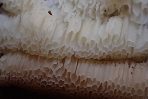 ( - HAY-F-006423)  @11 [ ] by-nc (2023) Damon Tighe Fungal Diversity Survey